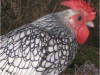 Rare Breed Poultry For Sale | Wylye Valley Chickens