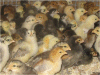 Rare Breed Poultry For Sale | Wylye Valley Chickens