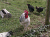 Rare Breed Poultry For Sale | Wylye Valley Chickens