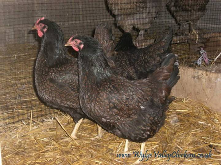 black and brown breeds black and brown chicken breeds black and brown breeds black and brown chicken breeds